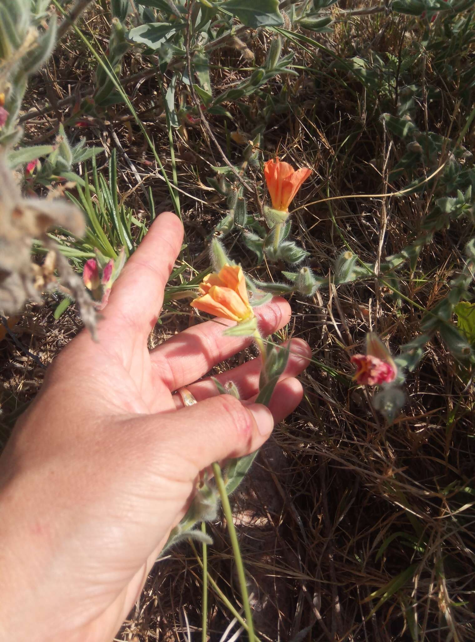 Image of Argentine evening primrose