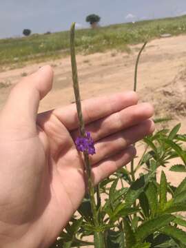 Слика од Stachytarpheta lythrophylla Schauer