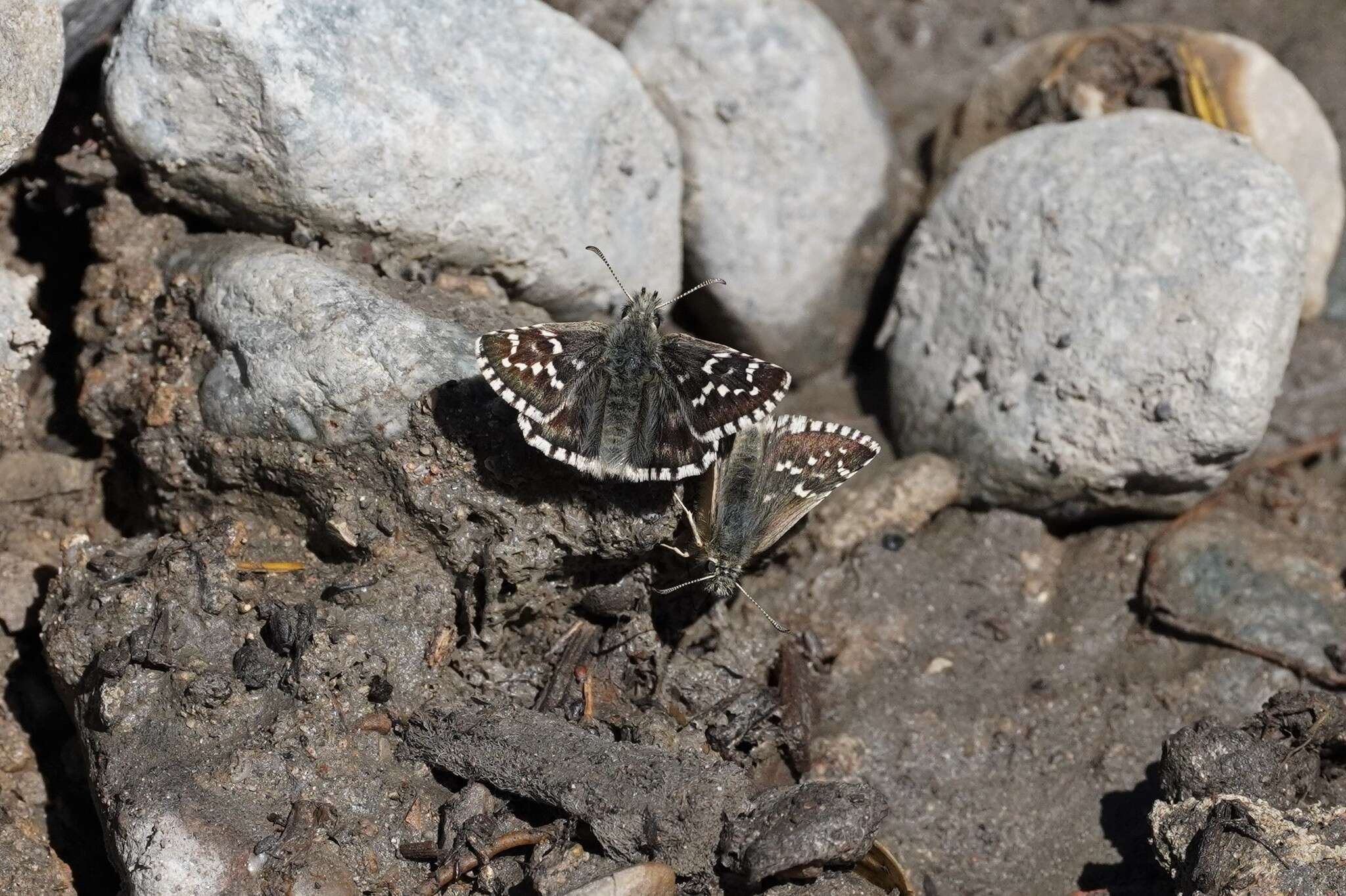 Image of Carline Skipper