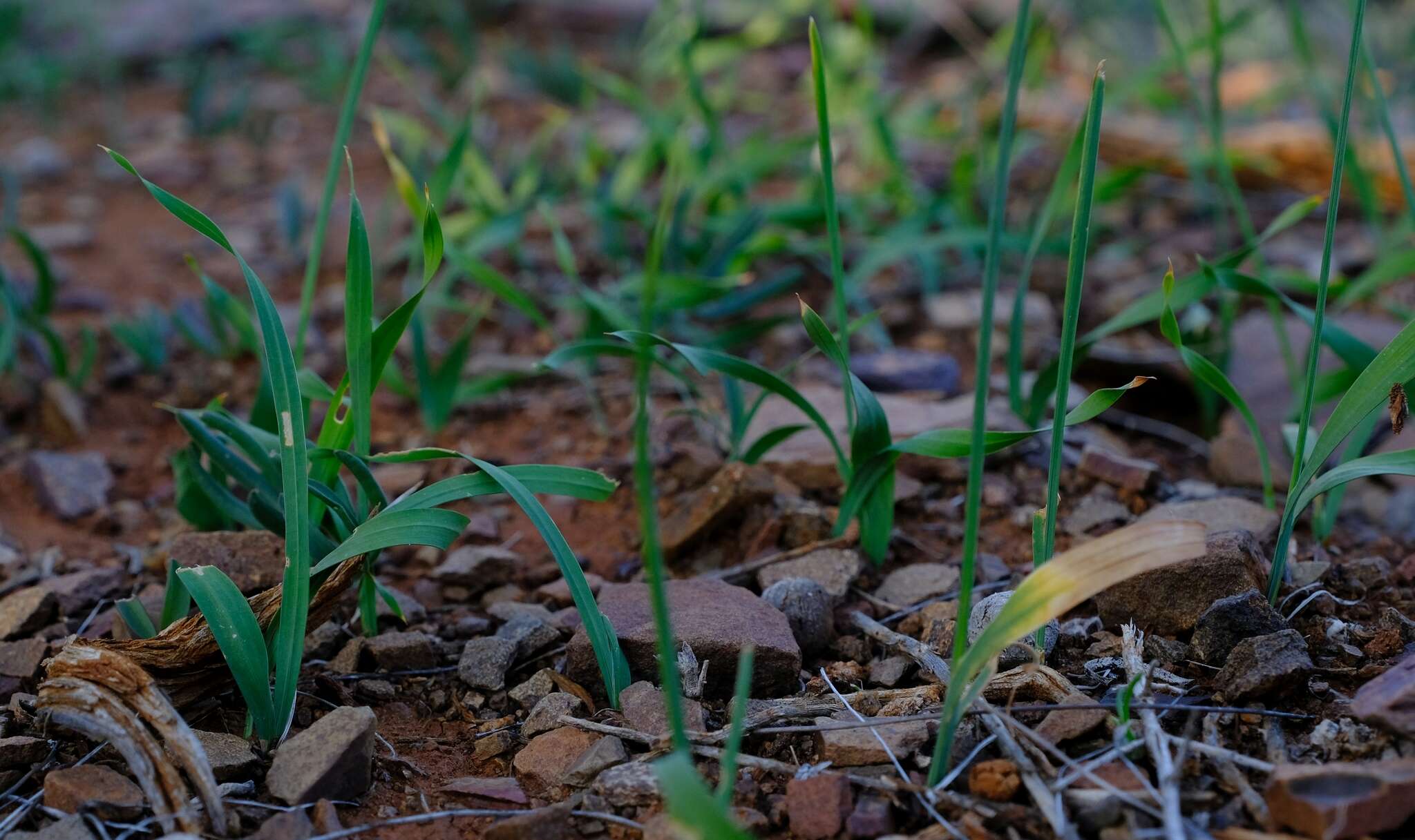 Image of Ixia sobolifera subsp. carnea Goldblatt & J. C. Manning