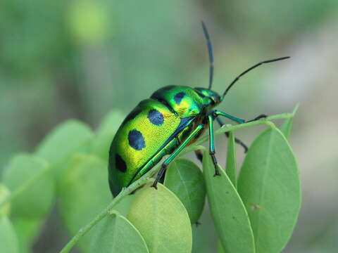 Image of <i>Chrysocoris stockerus</i>