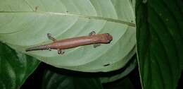 Image of Bolitoglossa peruviana (Boulenger 1883)