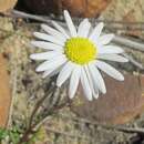 Image of Felicia tenella subsp. pusilla (Harv.) Grau