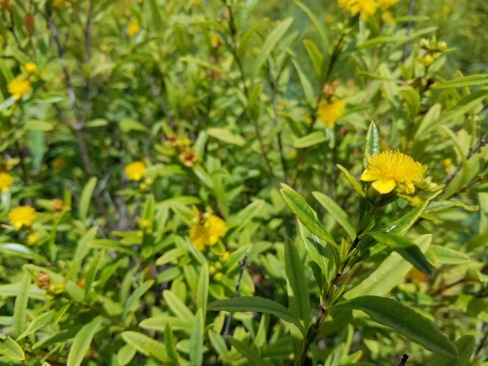 Image of shrubby St. Johnswort