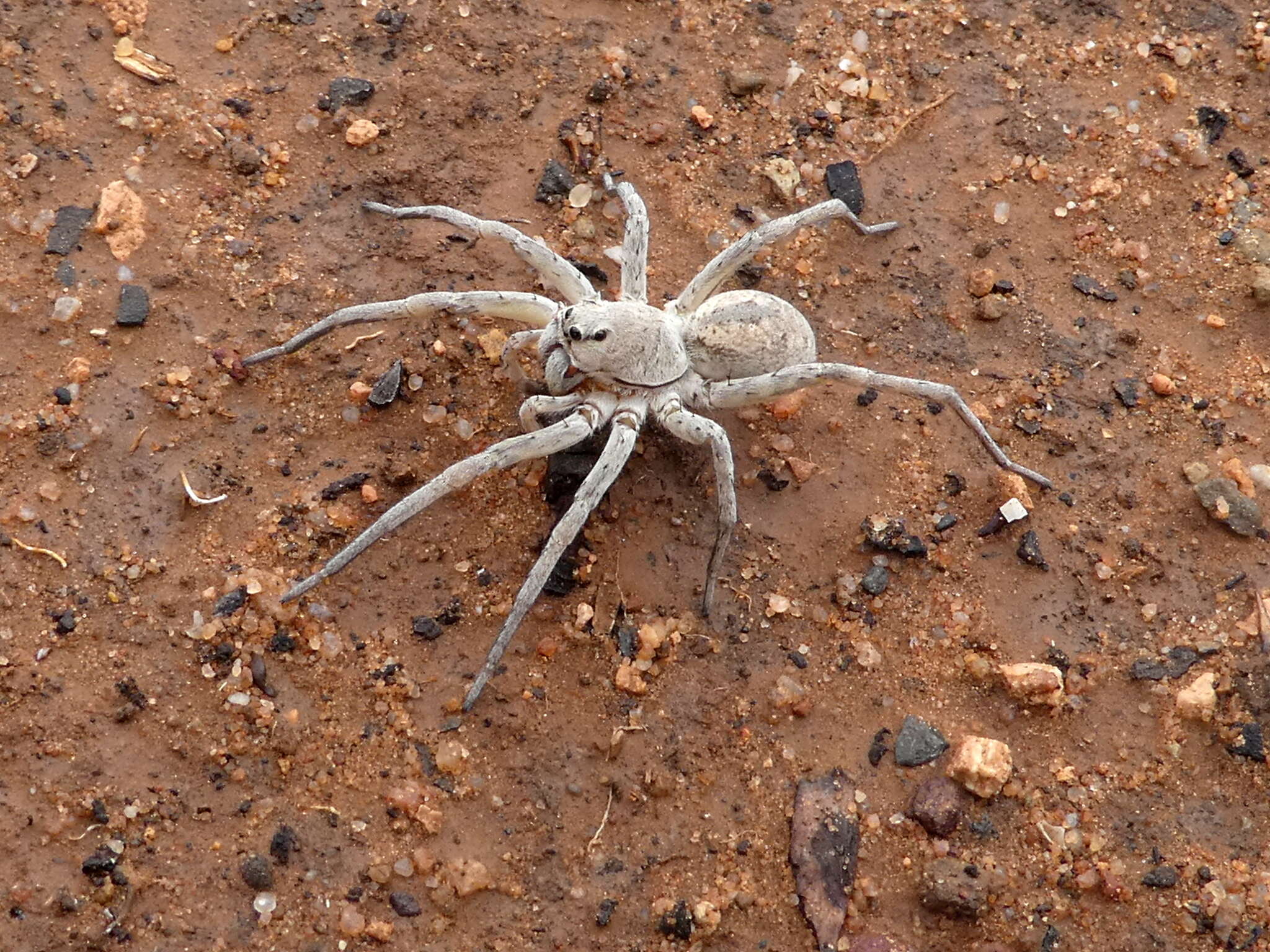 Image of Portacosa cinerea Framenau 2017