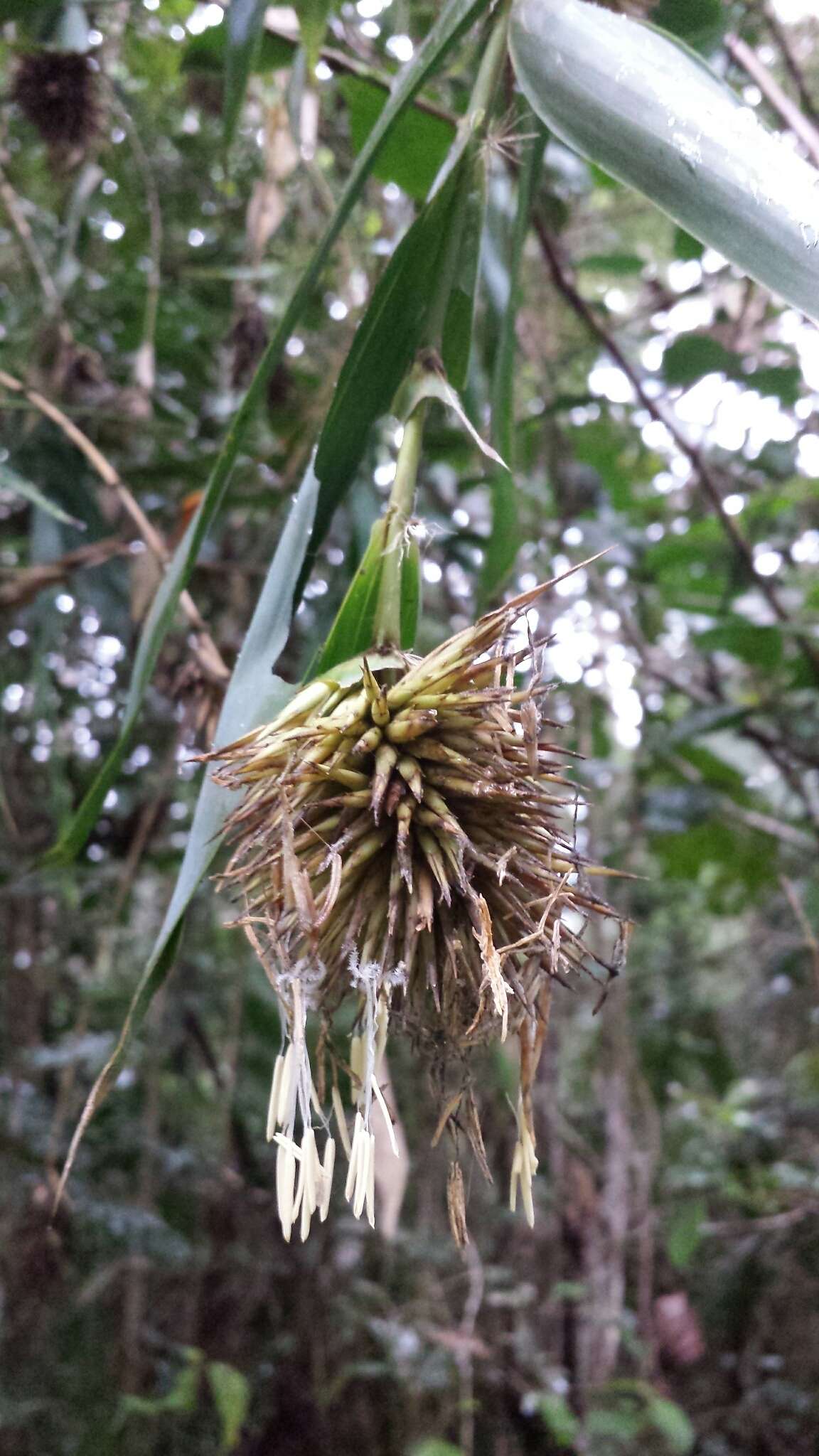 صورة Cathariostachys madagascariensis (A. Camus) S. Dransf.