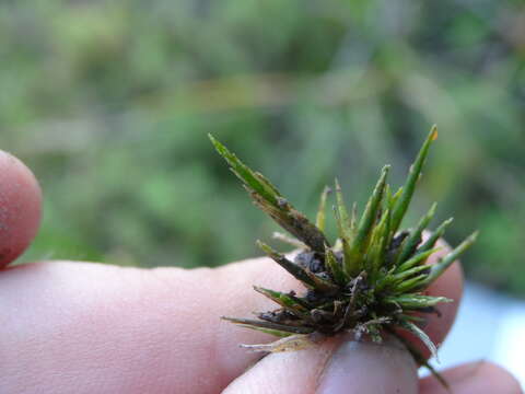 Image of largeleaf sphagnum