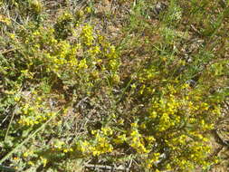 Image of Aspalathus ericifolia subsp. ericifolia