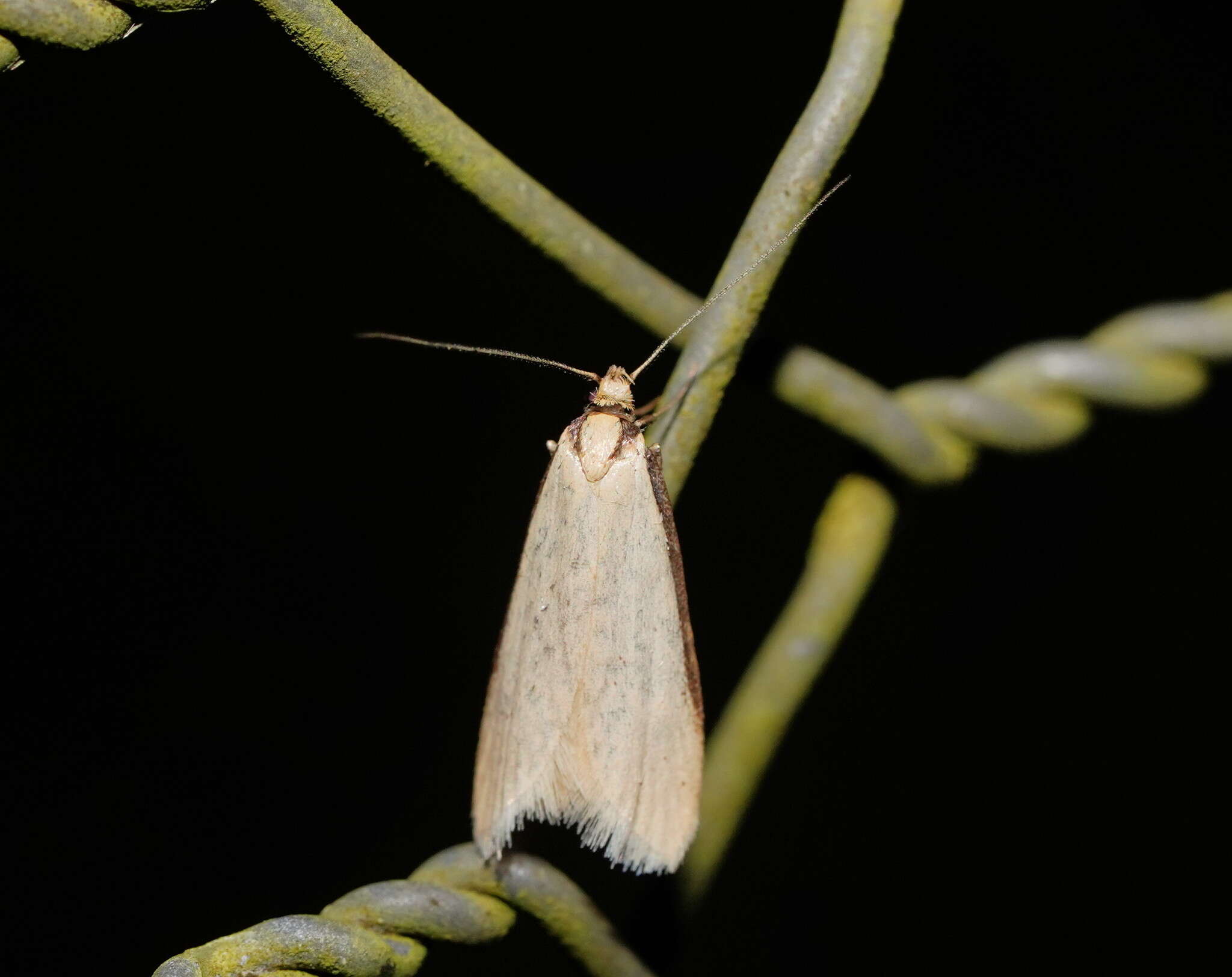 Image of Philobota latifissella Walker 1864