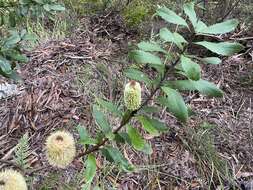 Image of Banksia oblongifolia Cav.