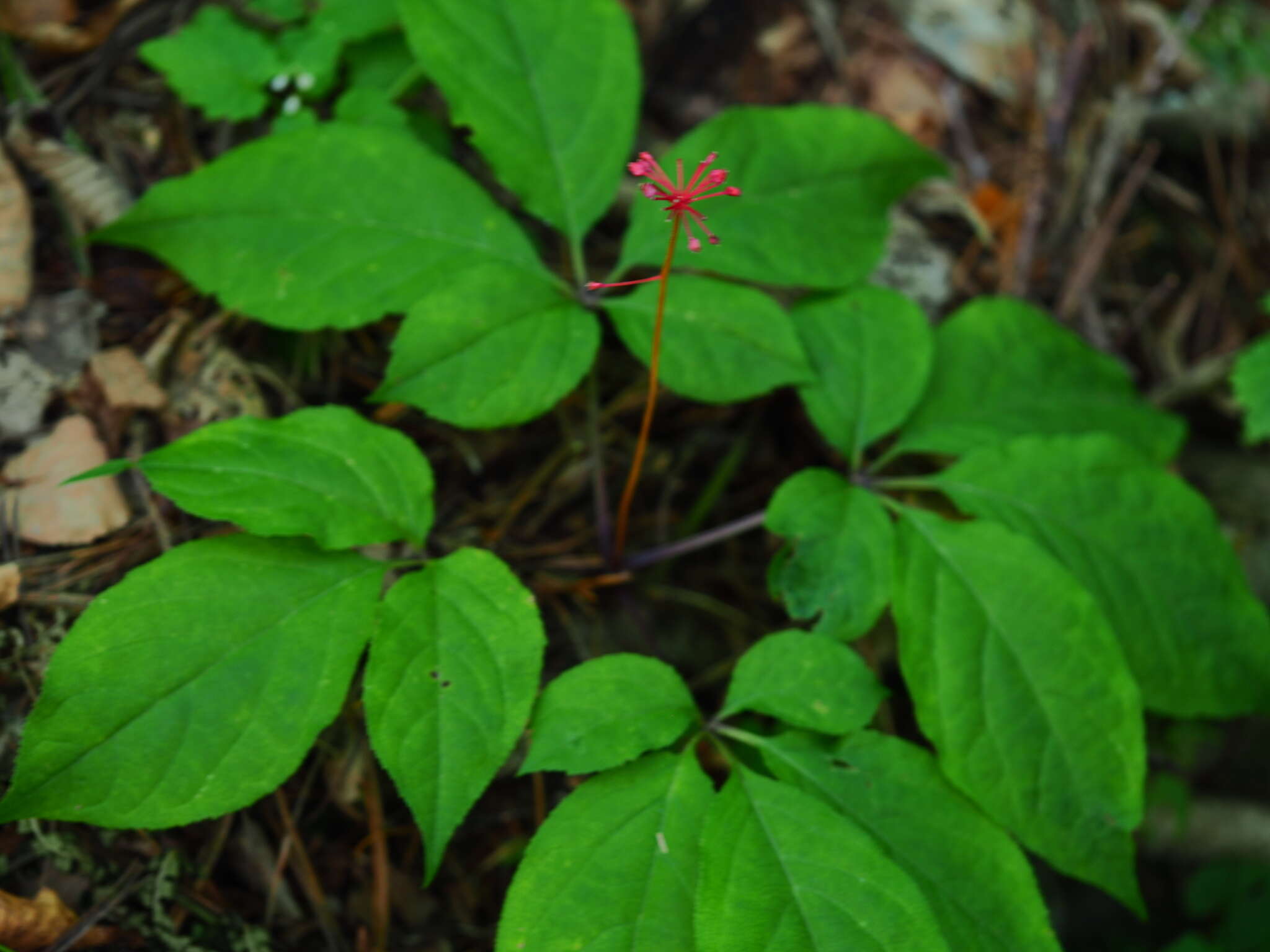 Image of Chinese ginseng