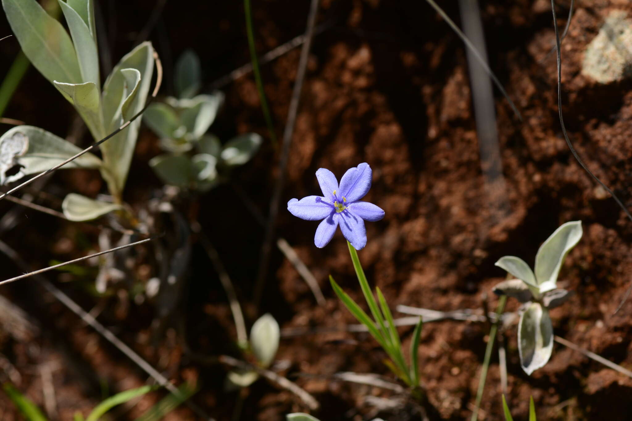 Image of Aristea abyssinica Pax