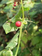 Image of Cretan bryony