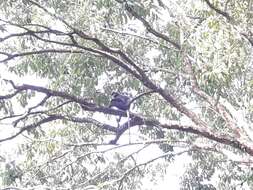 Image of Phayre's Langur