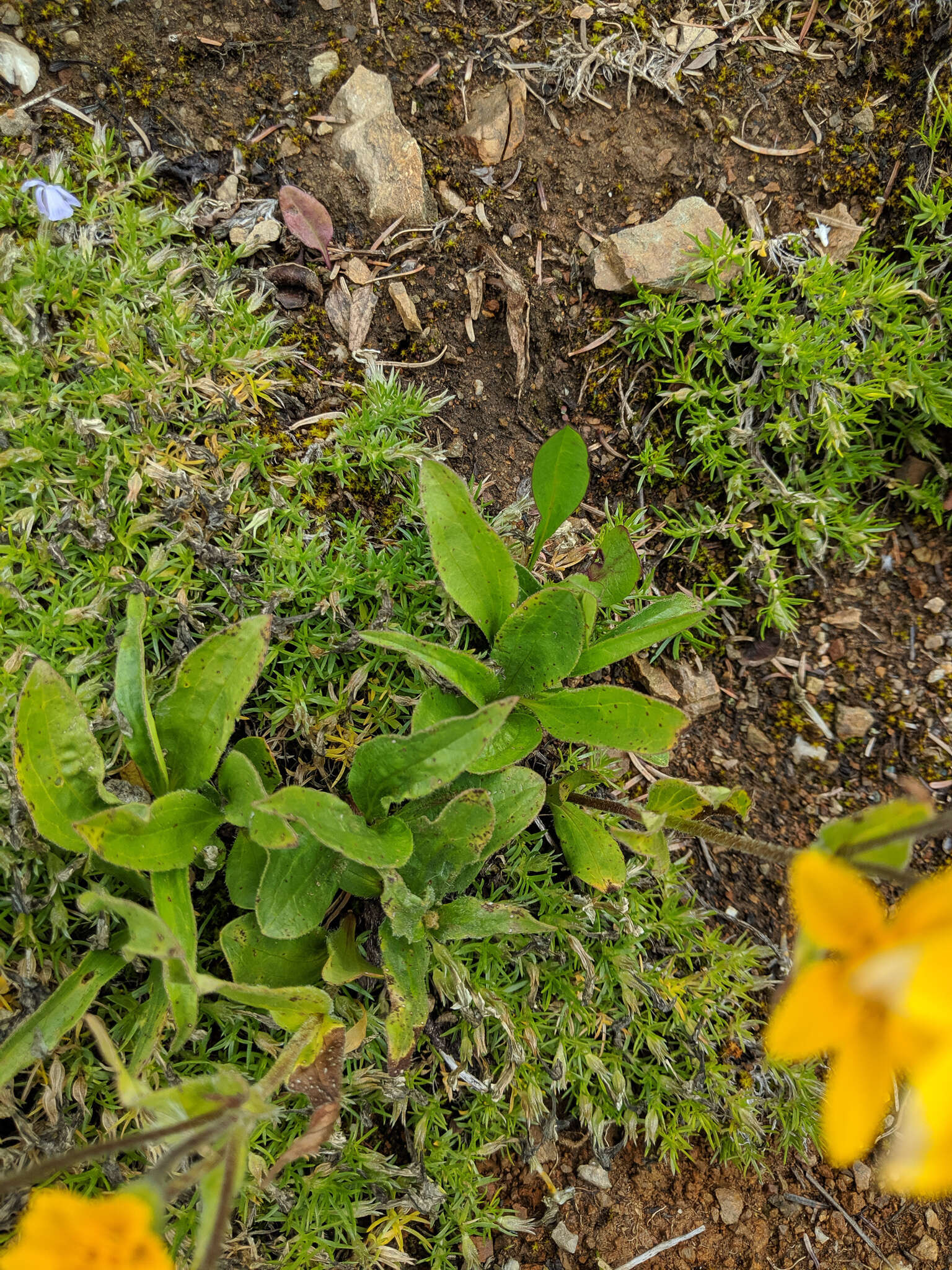 Image de Arnica rydbergii Greene