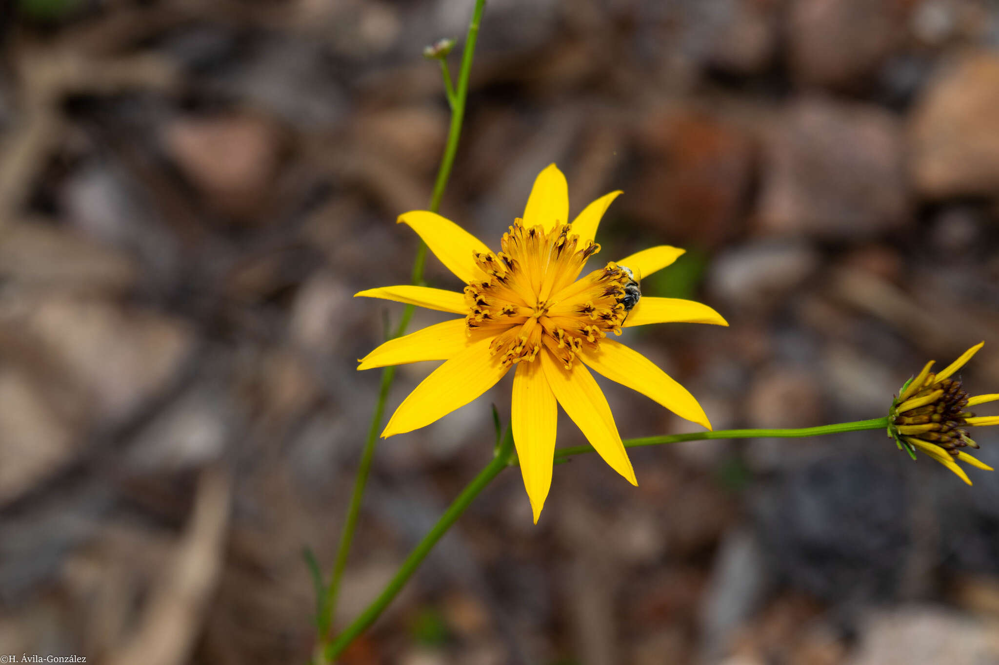 Image of Bidens acrifolia Sherff