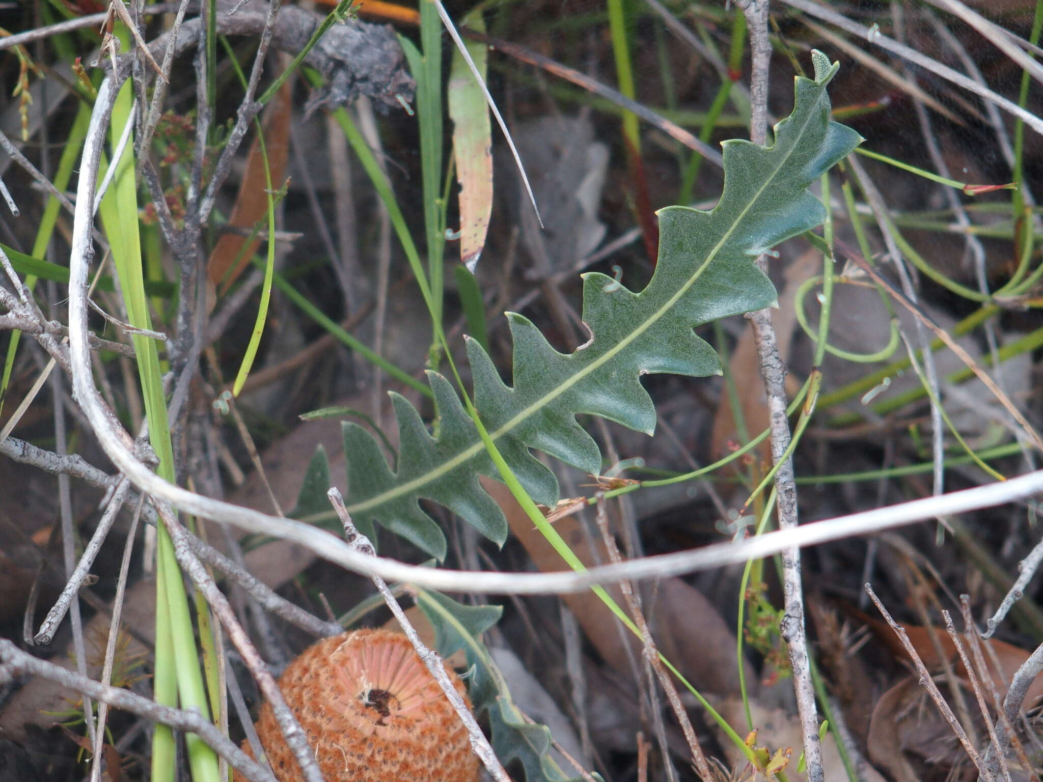 Imagem de Banksia gardneri A. S. George