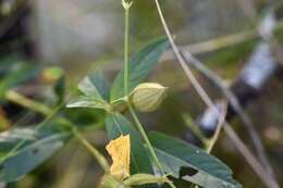 Image of Ludwigia caparosa (Cambess.) Hara