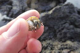 Image of Seurat's hermit crab