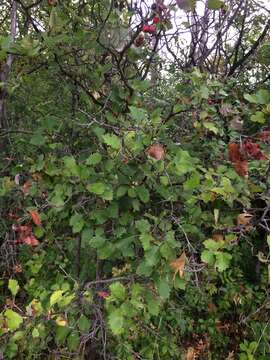 Imagem de Crataegus irrasa Sarg.