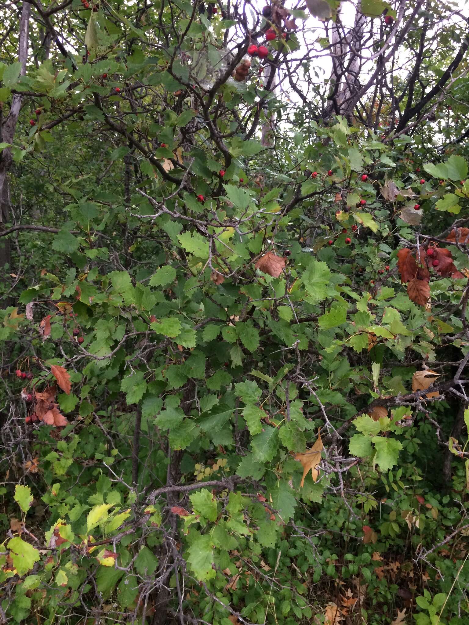 Image de Crataegus irrasa Sarg.