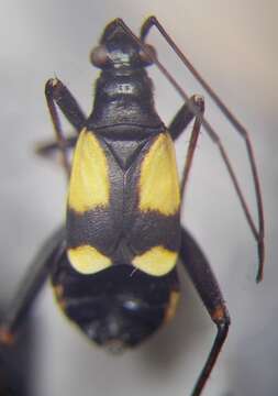 Image of Alloeonotus