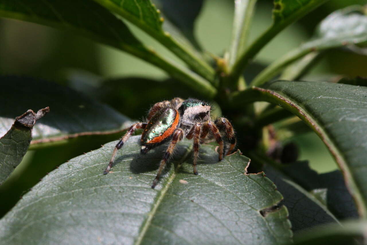 Plancia ëd Paraphidippus aurantius (Lucas 1833)