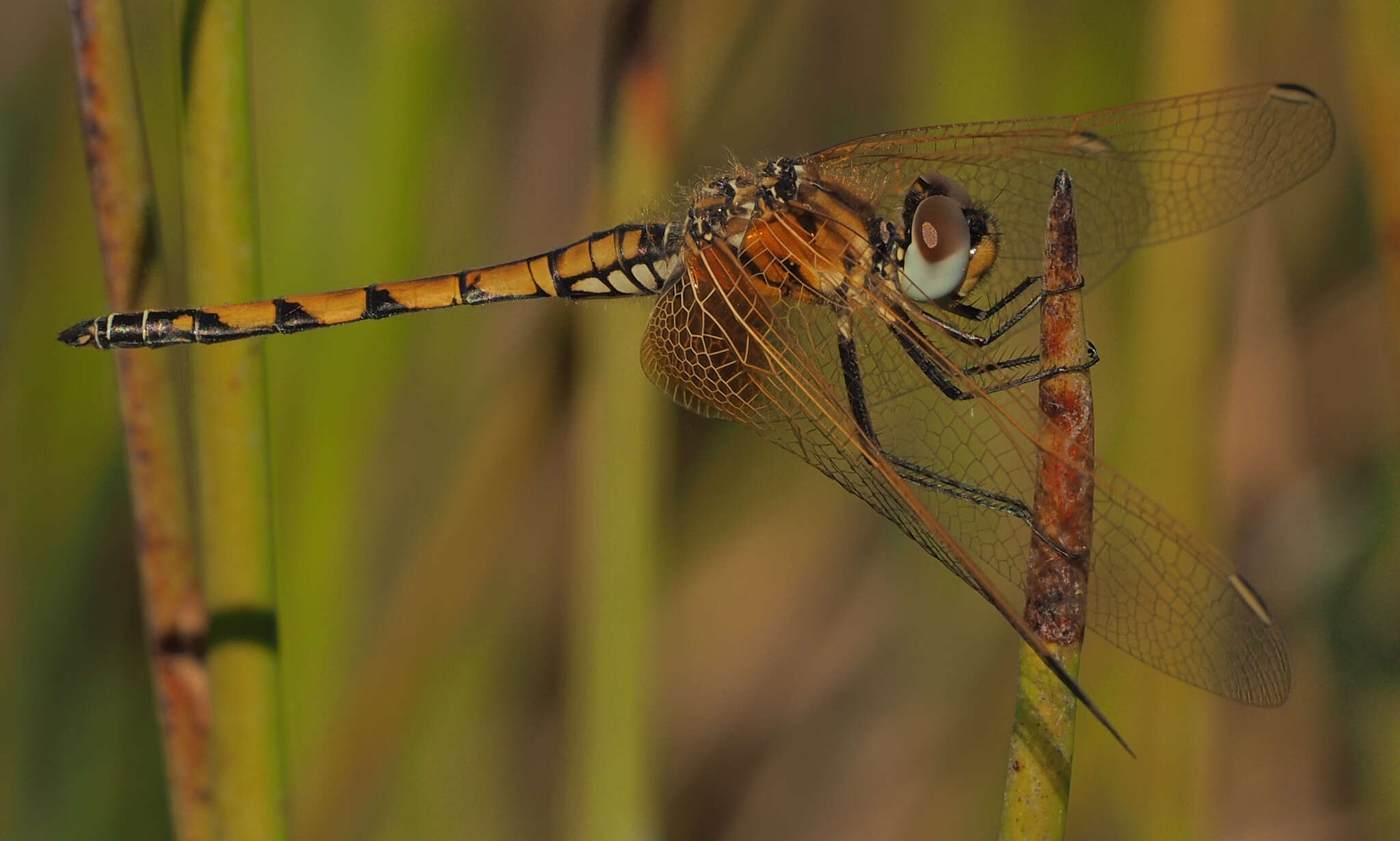 Image of Trithemis monardi Ris 1931