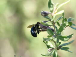 Image de Colletes bicolor Smith 1879