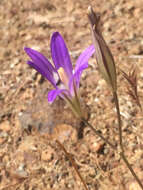 Image of harvest brodiaea