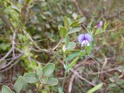 Lathyrus berteroanus Savi resmi