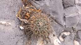 Image of Mammillaria melanocentra Poselg.