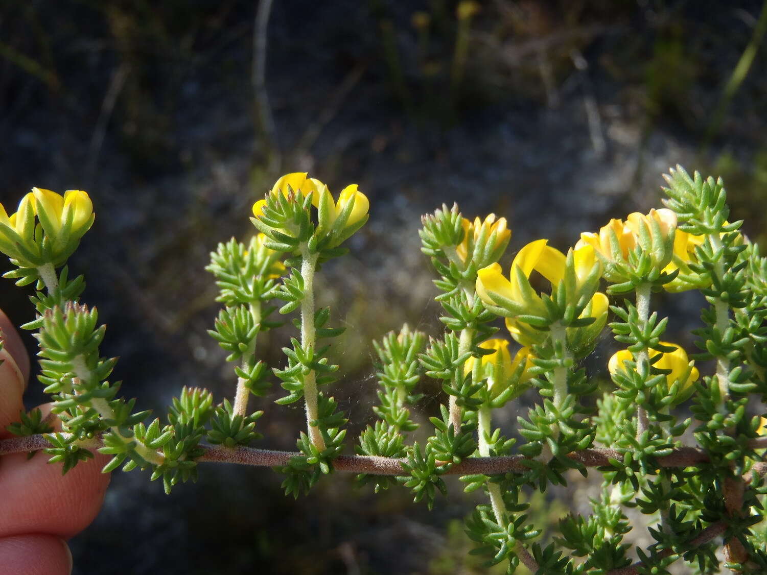 Слика од Aspalathus juniperina subsp. juniperina