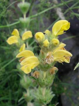 Image of Phlomis lychnitis L.