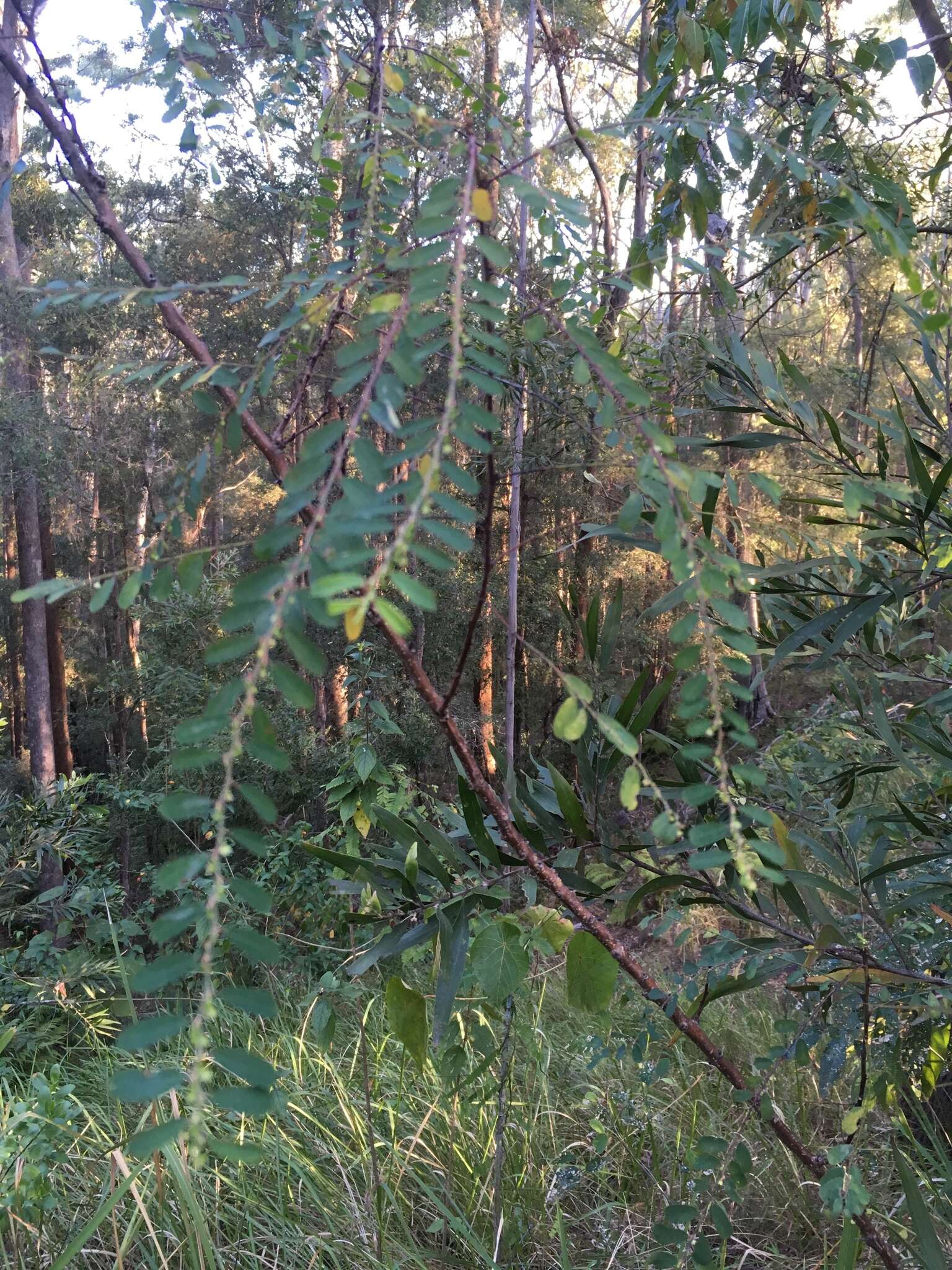 Image of Phyllanthus gunnii Hook. fil.