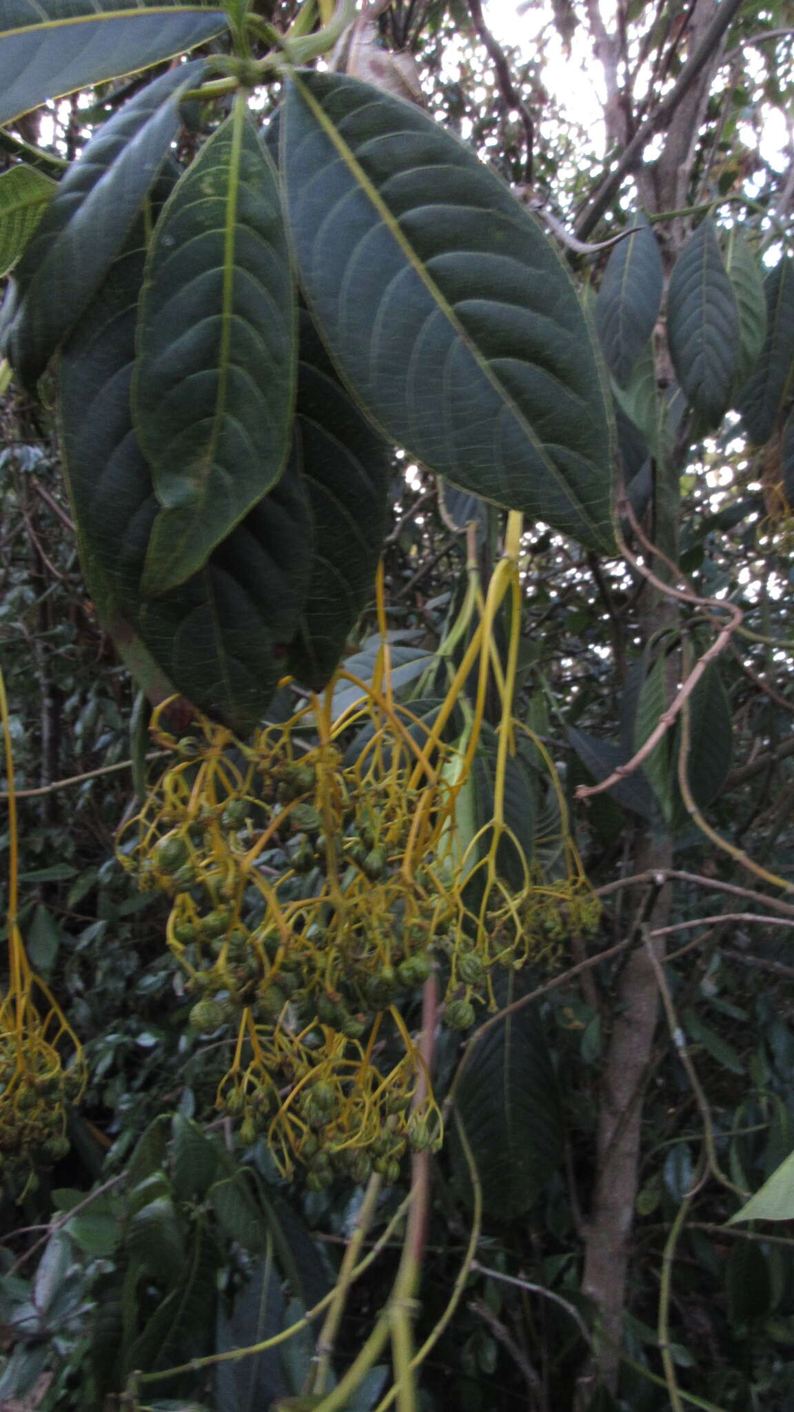 Image de Palicourea paniculata (L. fil.) P. L. R. Moraes & C. M. Taylor