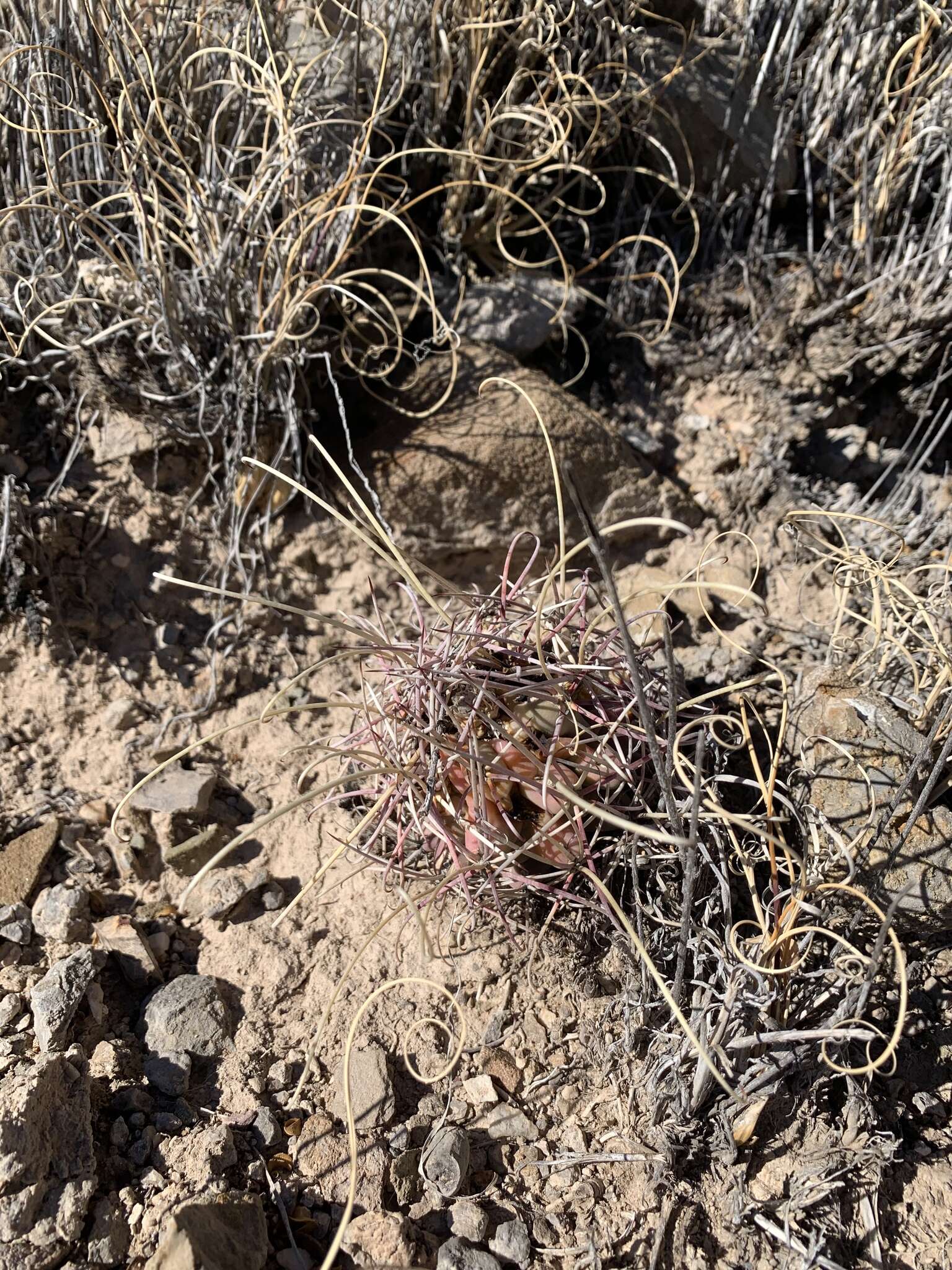 Image of Chihuahuan Fishhook Cactus