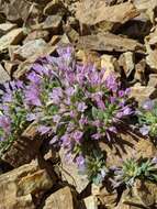 Image of Collomia debilis var. debilis