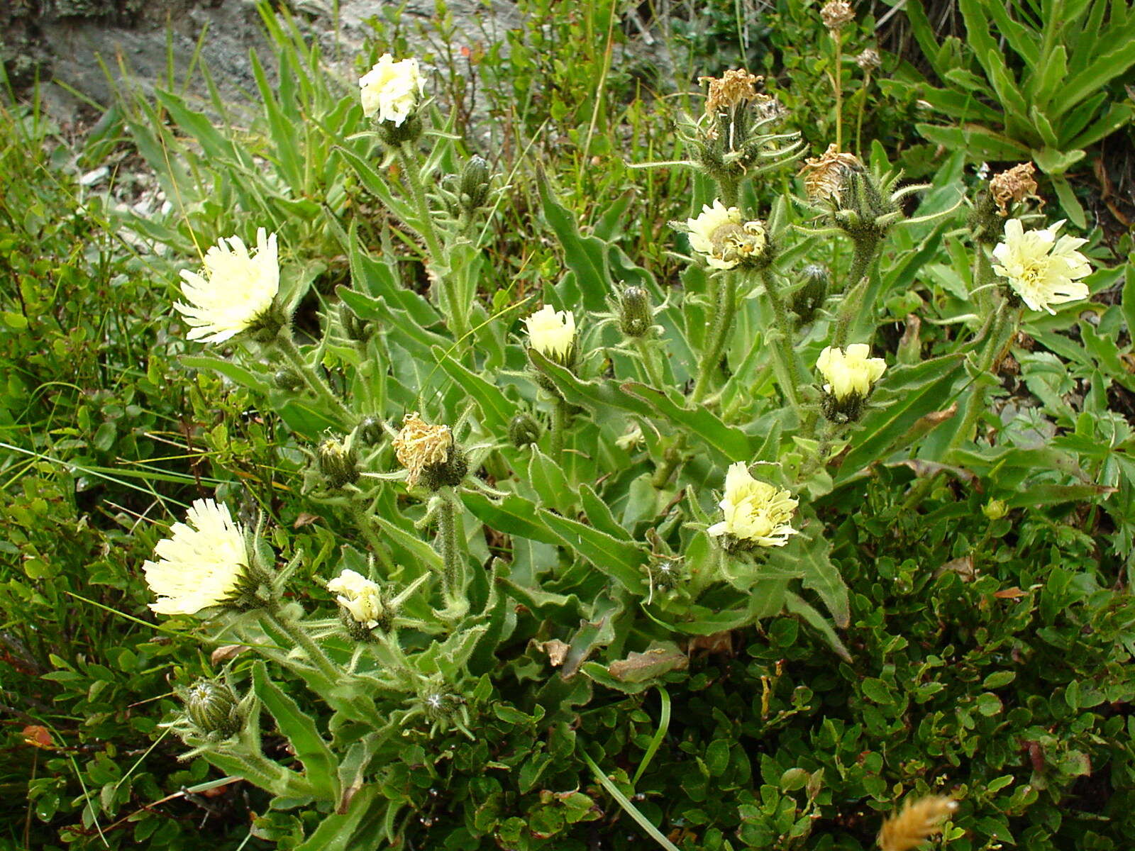 Image of Schlagintweitia intybacea (All.) Griseb.