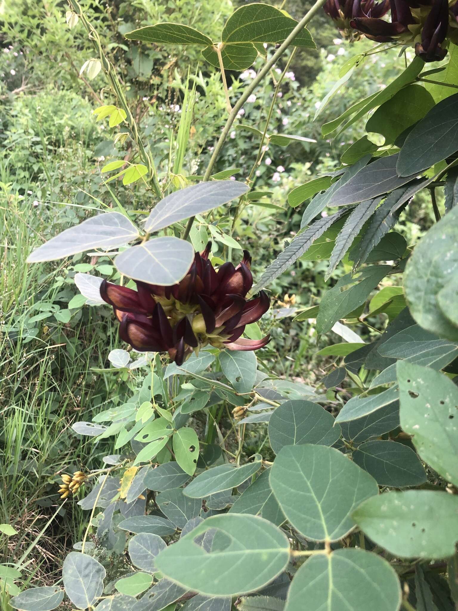 Image of Mucuna coriacea Baker