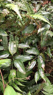 Image of Smilax bracteata C. Presl