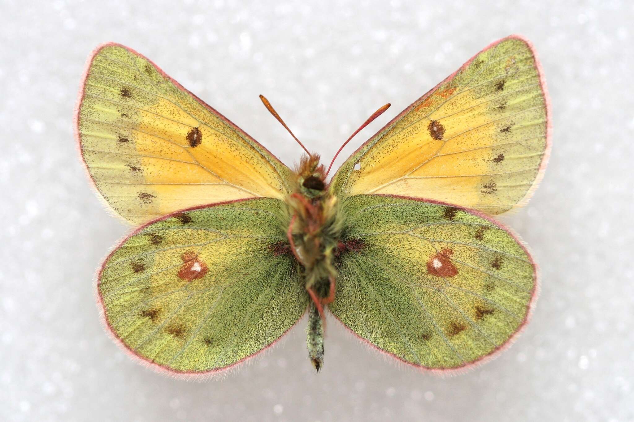 Image of Colias stoliczkana Moore 1878