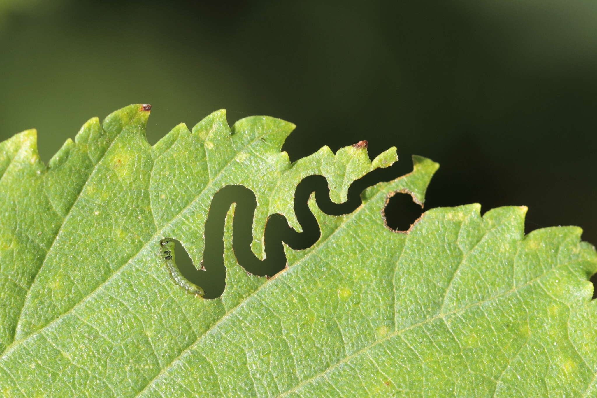 Image of Aproceros leucopoda Takeuchi 1939