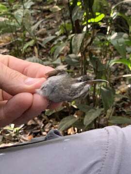 Image of White-bearded Hermit