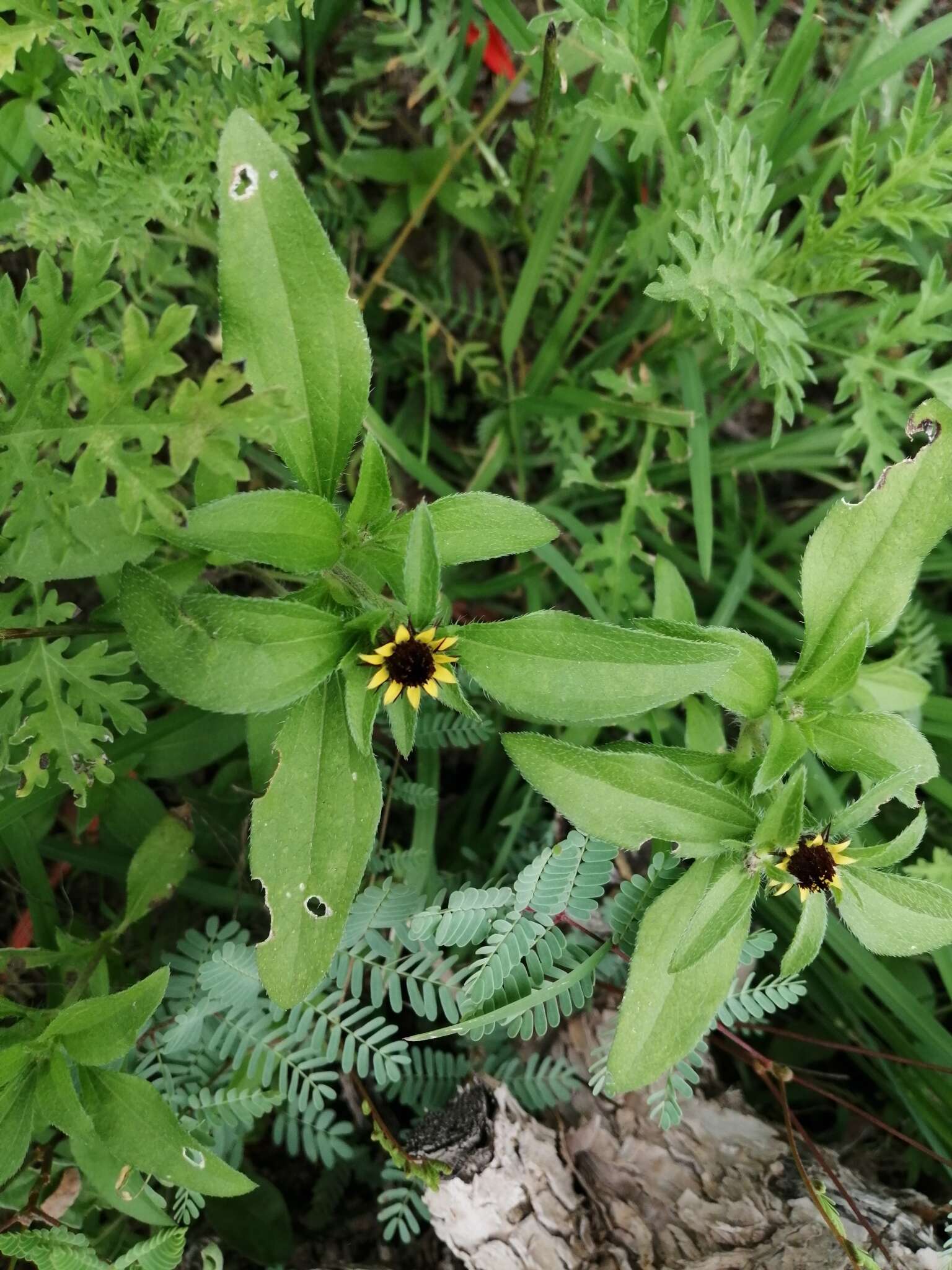 Sanvitalia angustifolia Engelm. ex A. Gray resmi