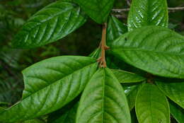 Image of Symplocos cochinchinensis subsp. cochinchinensis