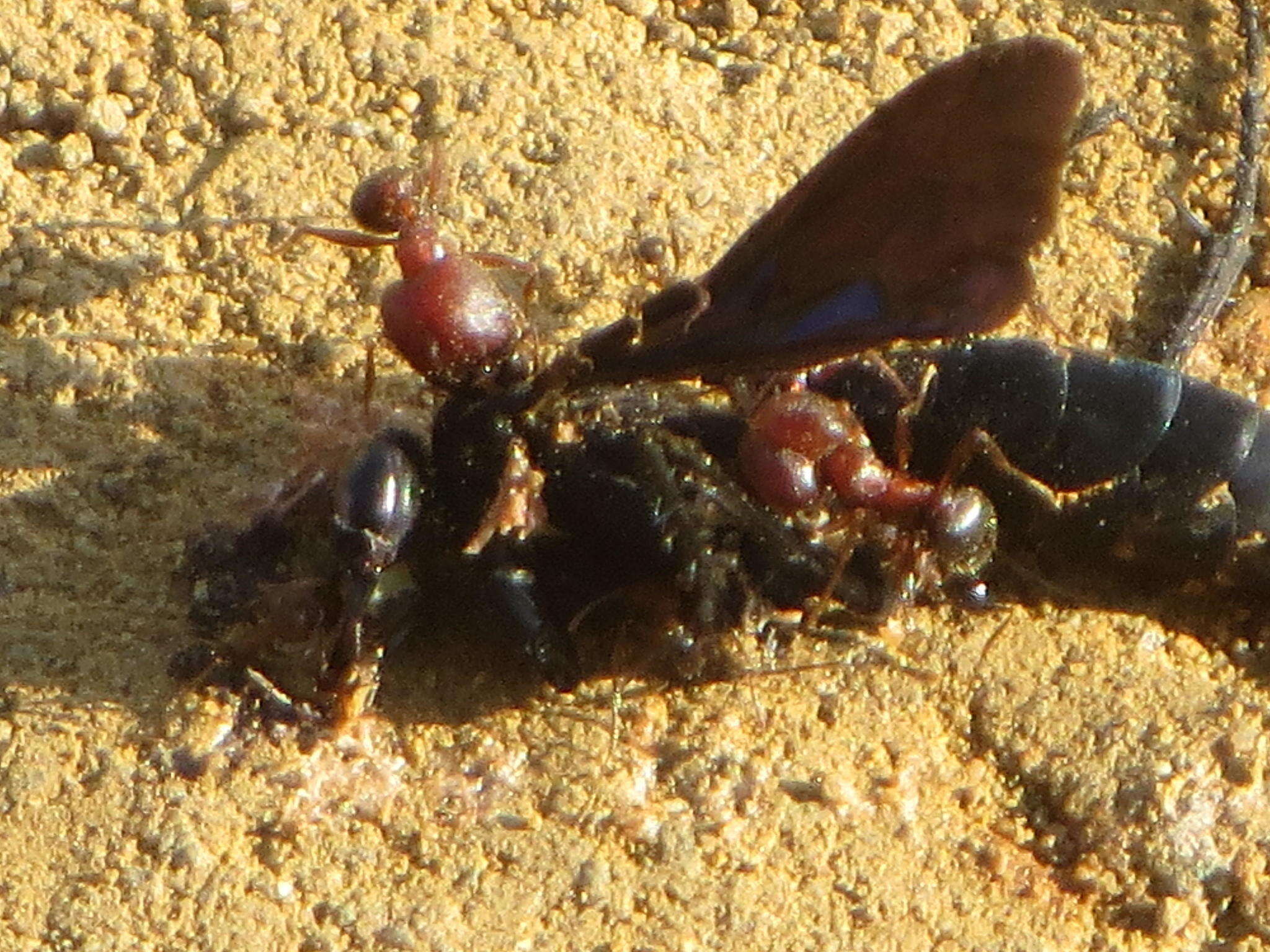 Image of Pheidole akermani Arnold 1920