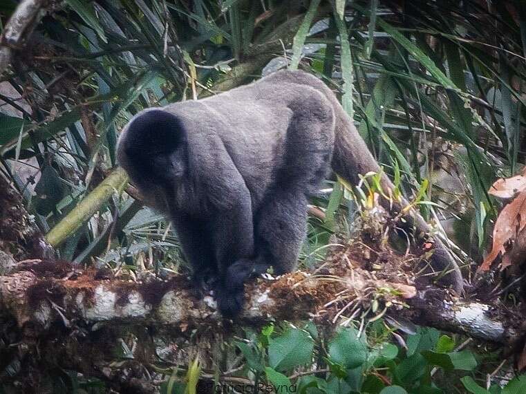 Image of Woolly monkey