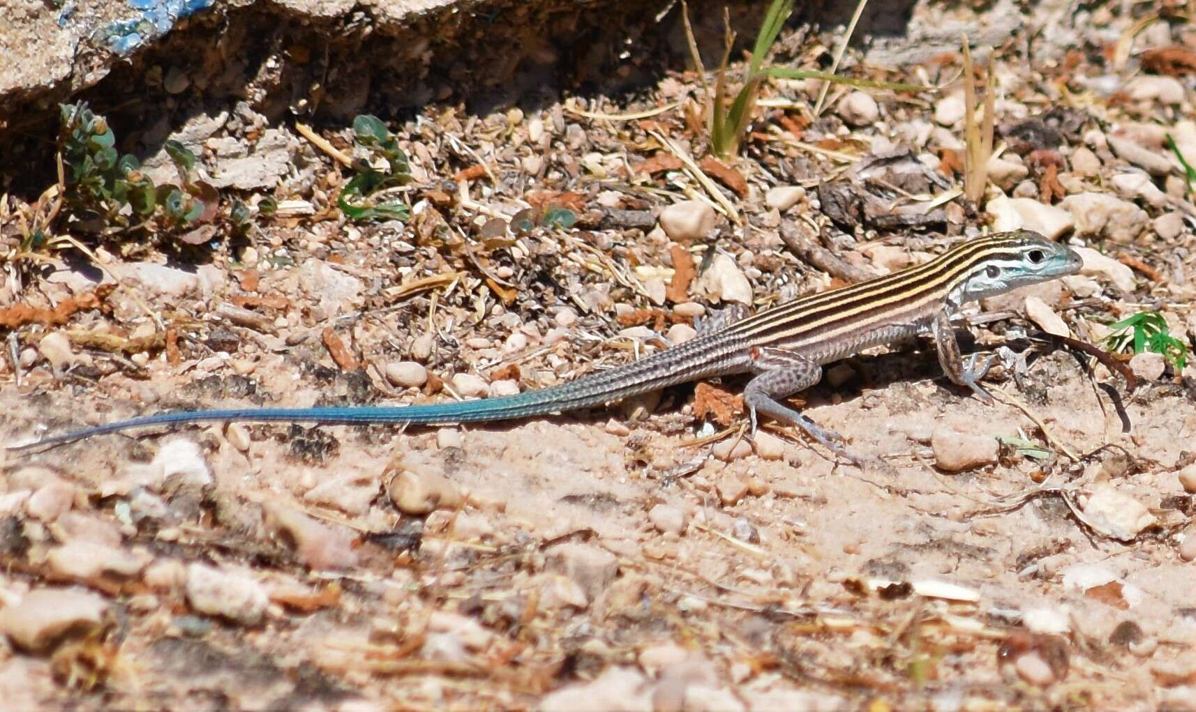 Image of Aspidoscelis inornatus (Baird 1859)