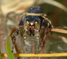 Image of Simaetha thoracica Thorell 1881